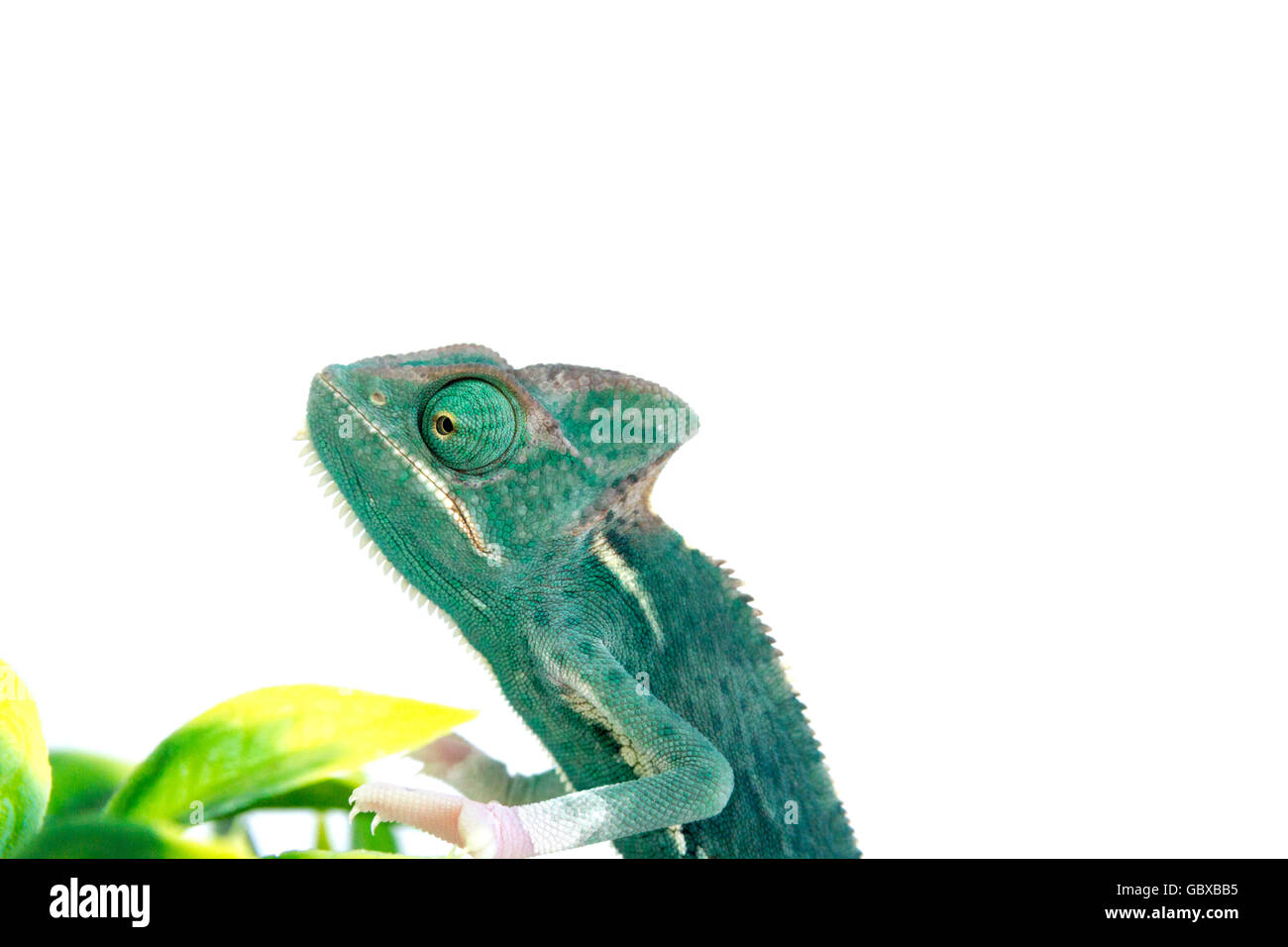 Young Veiled chameleon / Cone-head chameleon /  Yemen chameleon (Chamaeleo calyptratus) on a branch Stock Photo