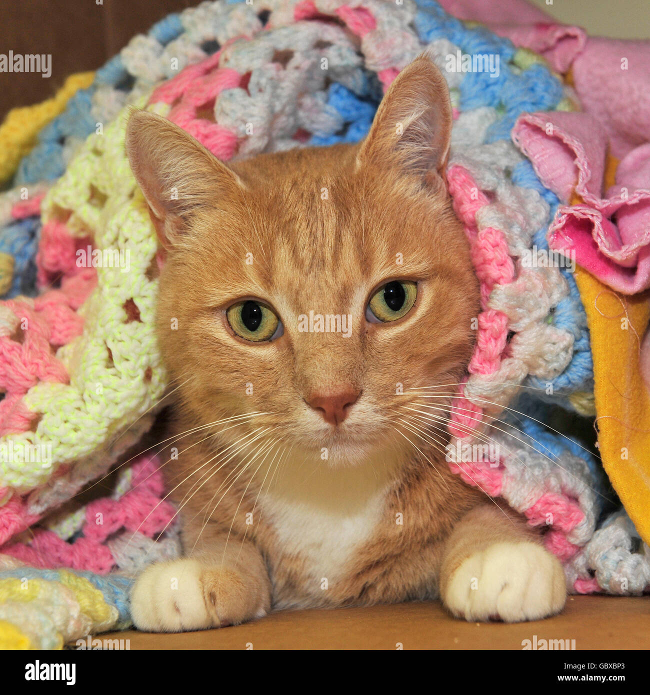 Ginger cat hires stock photography and images Alamy