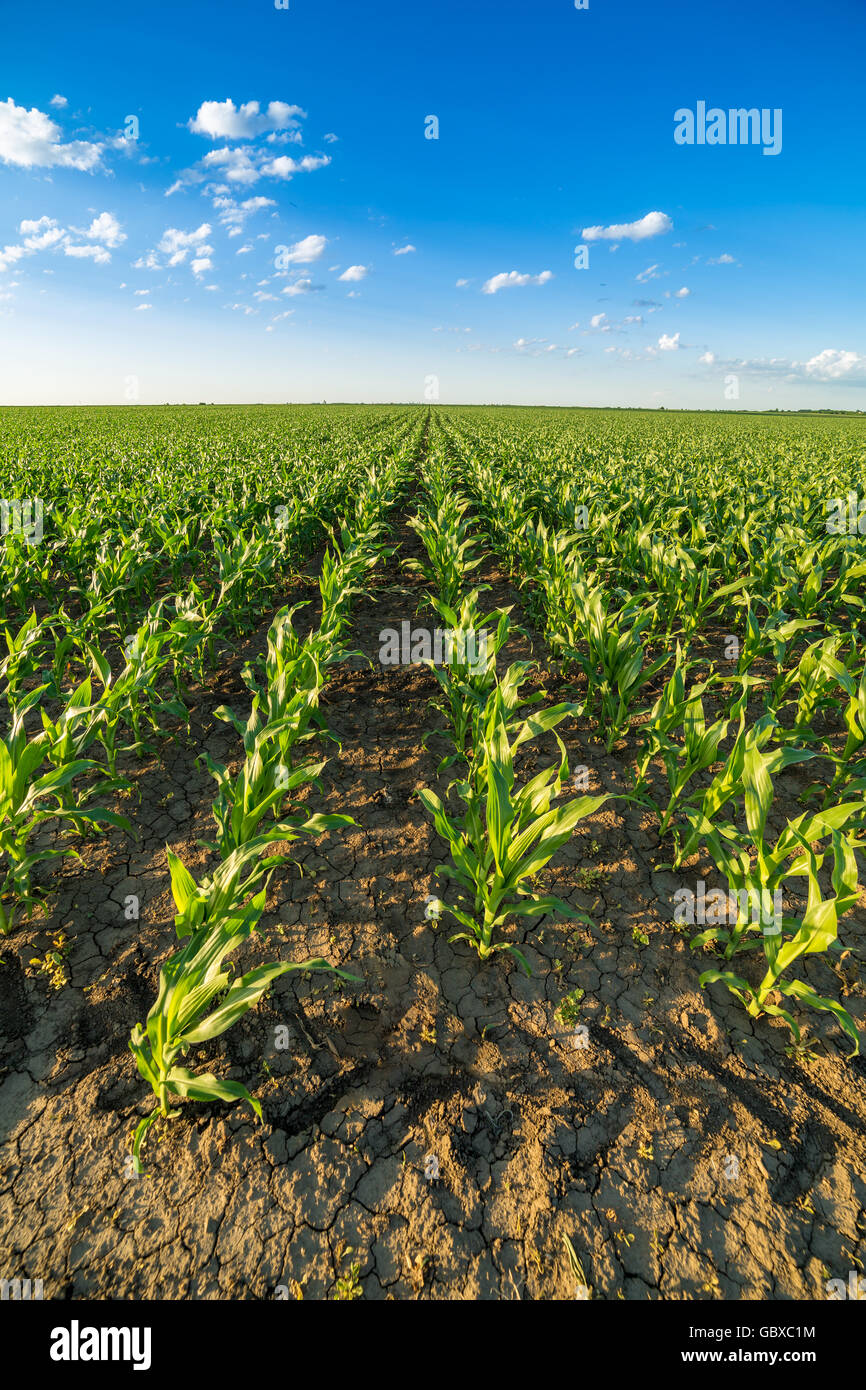 Green corn maize field in early stage Stock Photo - Alamy