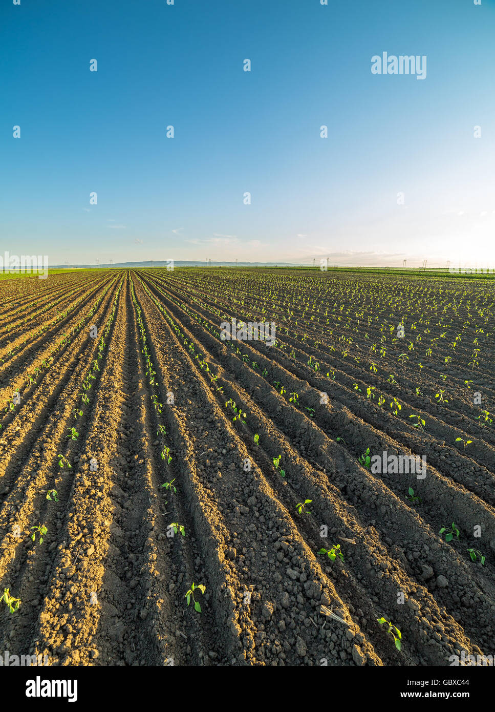 Paprika pepper field hires stock photography and images Alamy