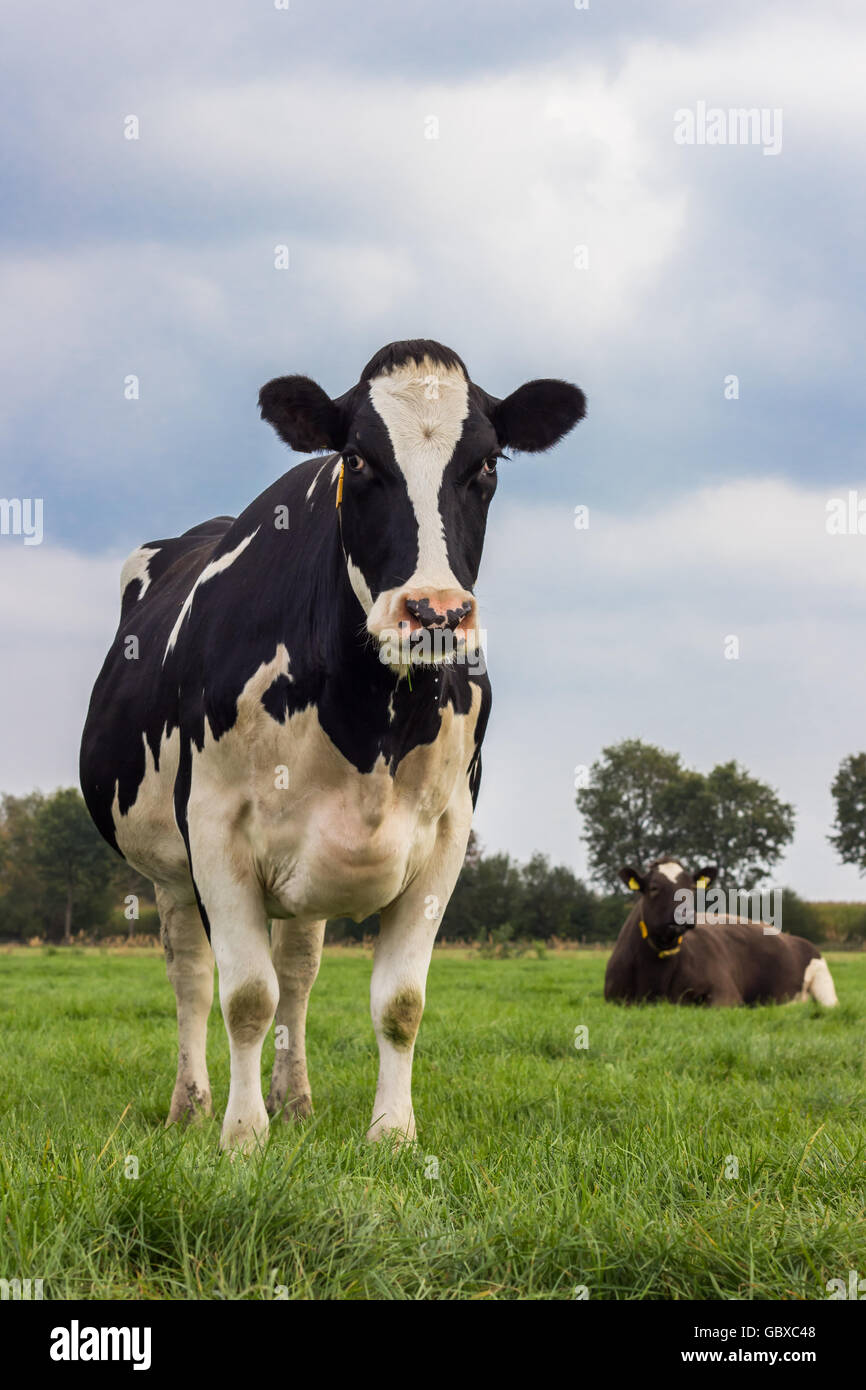 Black and white cow dairy hi-res stock photography and images - Alamy