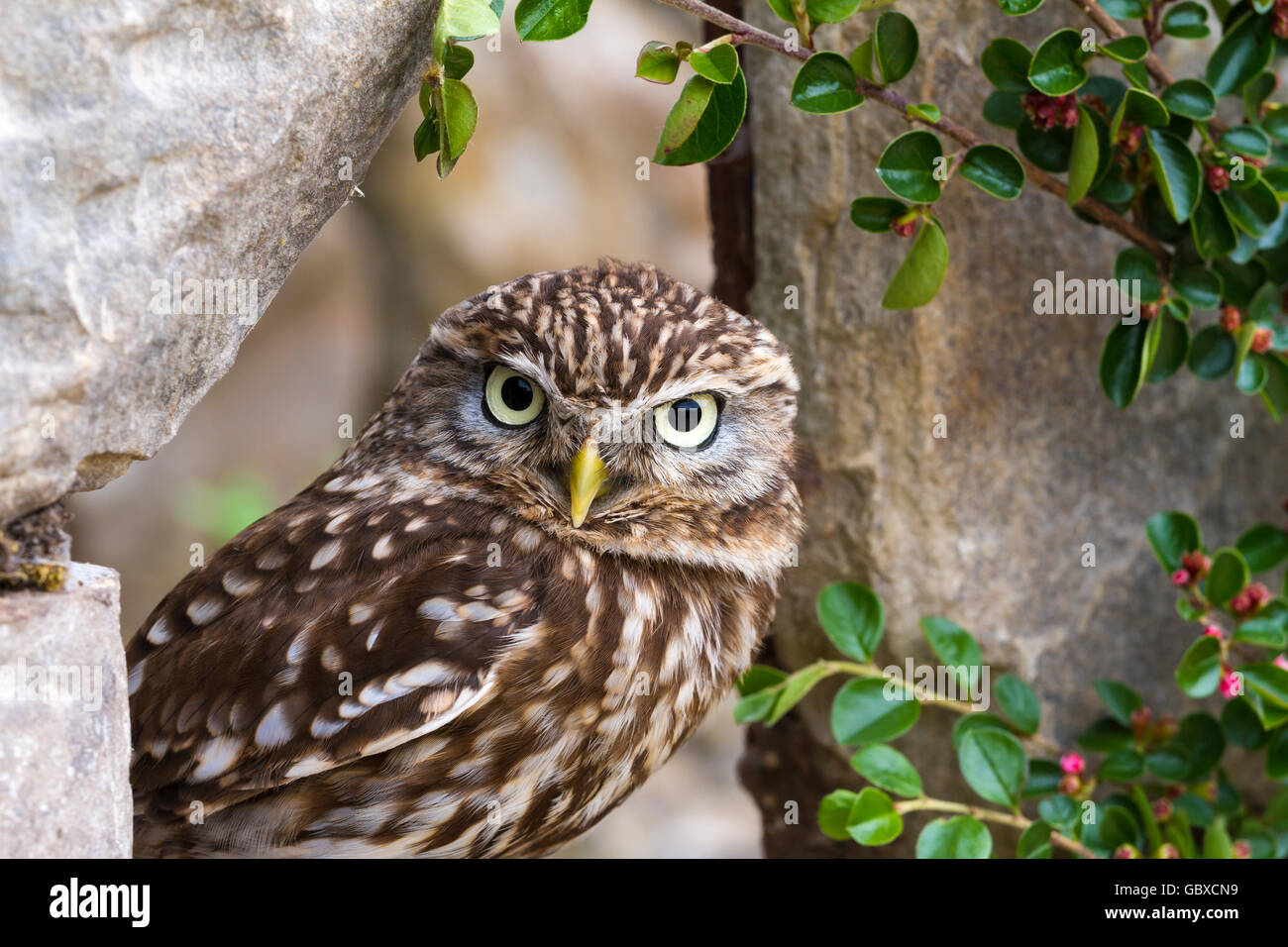 Little owl, bird of prey, athena noctua Stock Photo