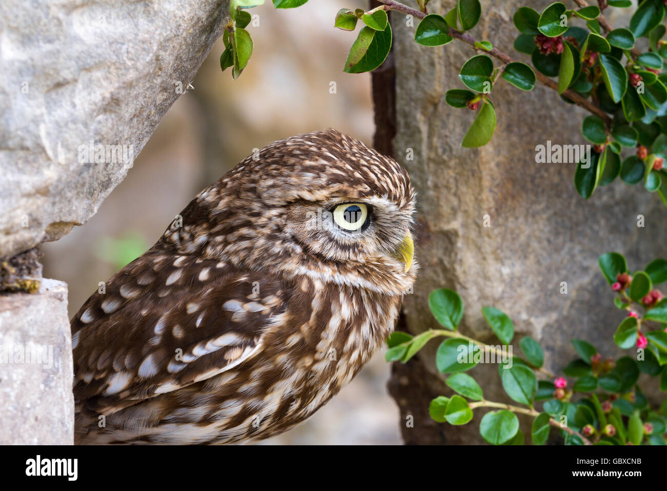 Little owl, bird of prey, athena noctua Stock Photo