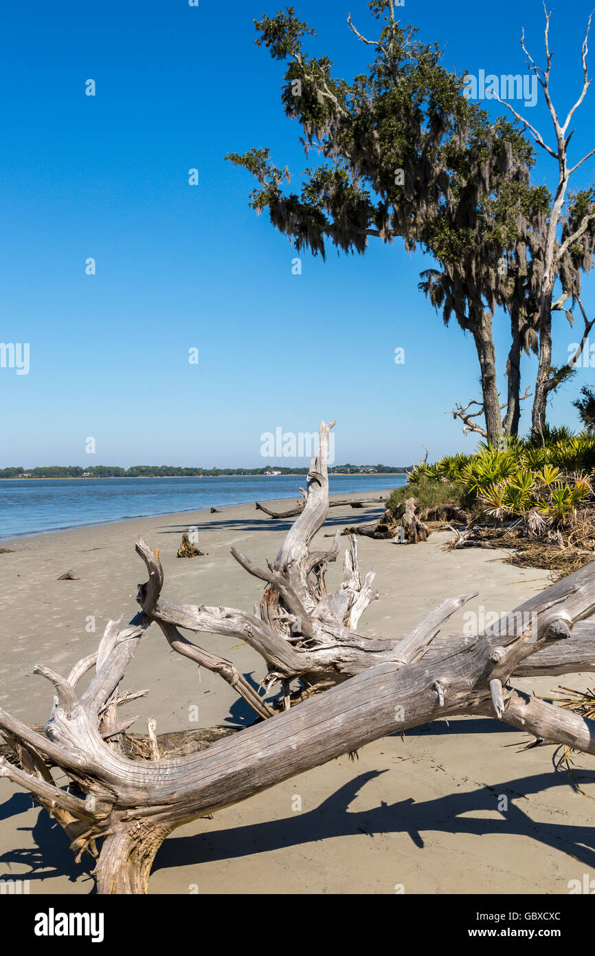 Dead trees on Driftwood beach, Jekyll Island, GA, USA Stock Photo Alamy