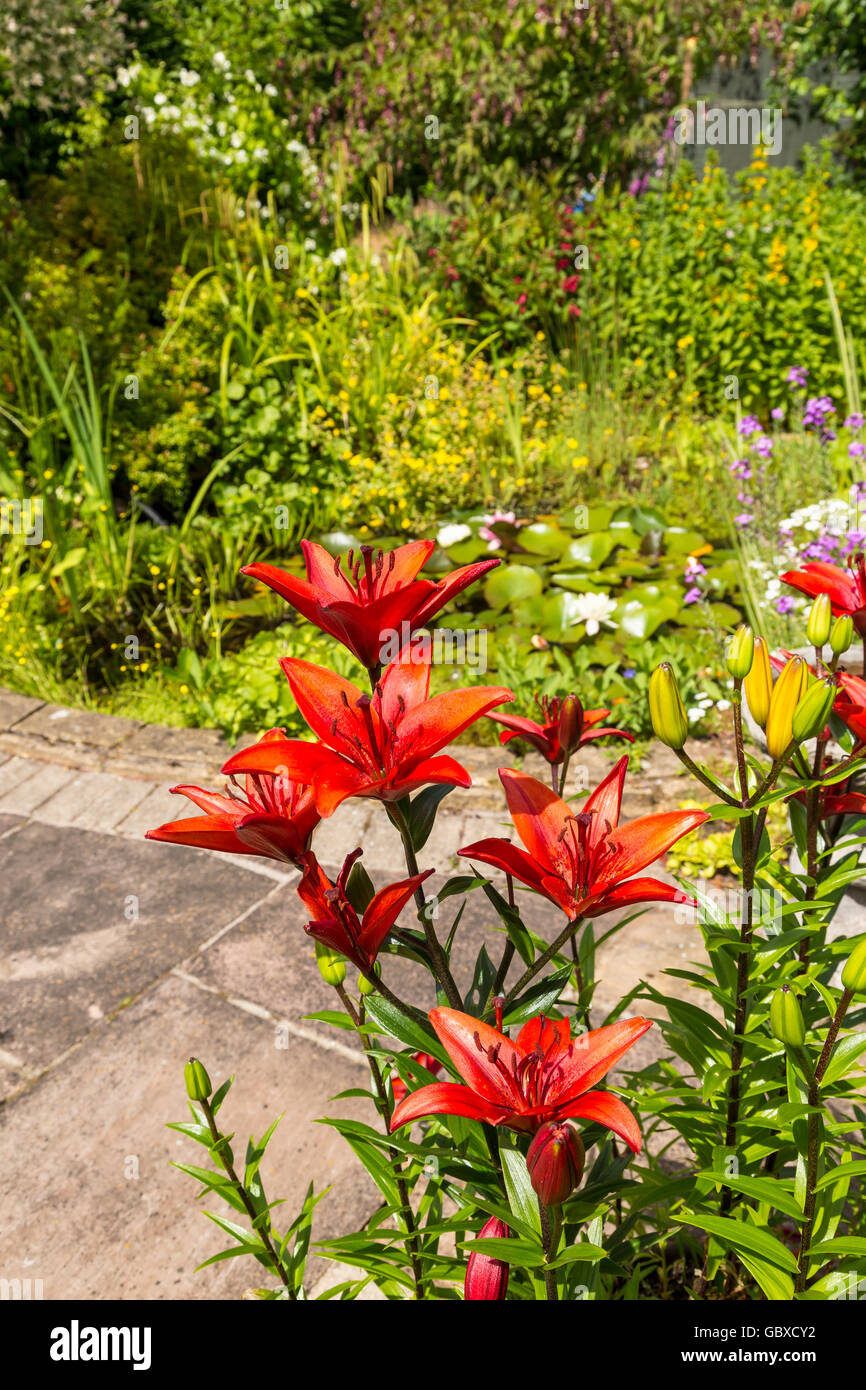 Lilies in residential back garden, England Stock Photo