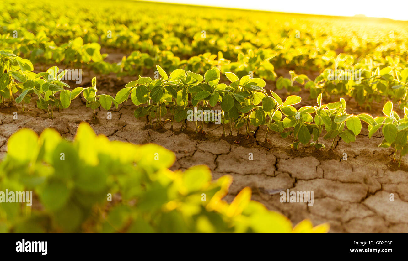 Soybean Field Ripening At Spring Season, Agricultural Landscape Stock ...