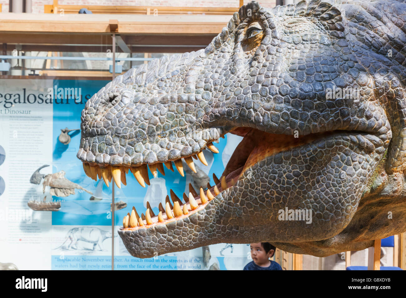 England, Oxfordshire, Oxford, Museum of Natural History, Display of T-Rex Dinosaur Stock Photo