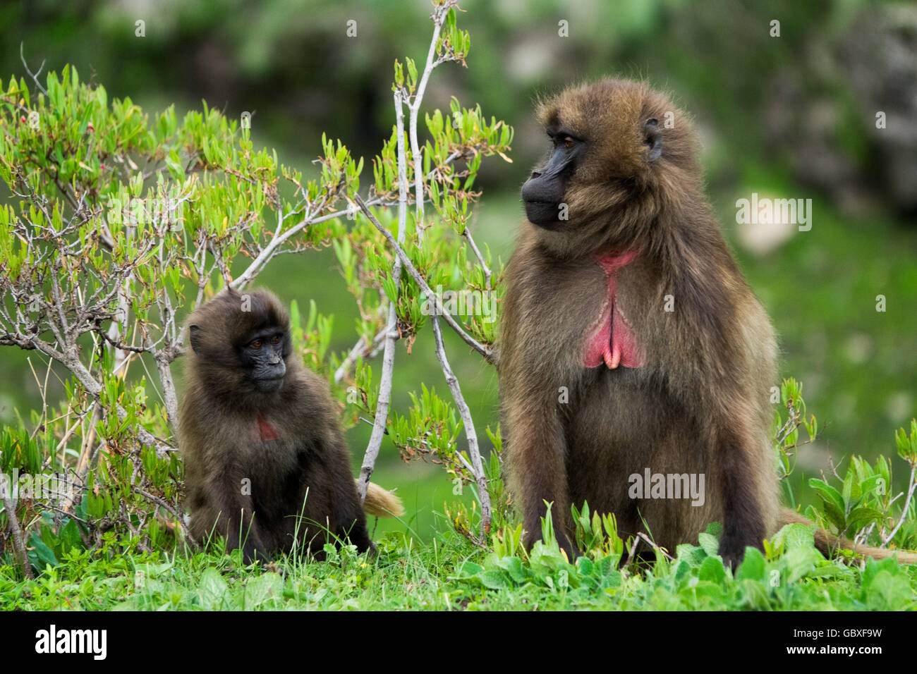 a young gelada (bleeding heart monkey) sits next to it's mother in the Simien Mountains, Ethiopia Stock Photo