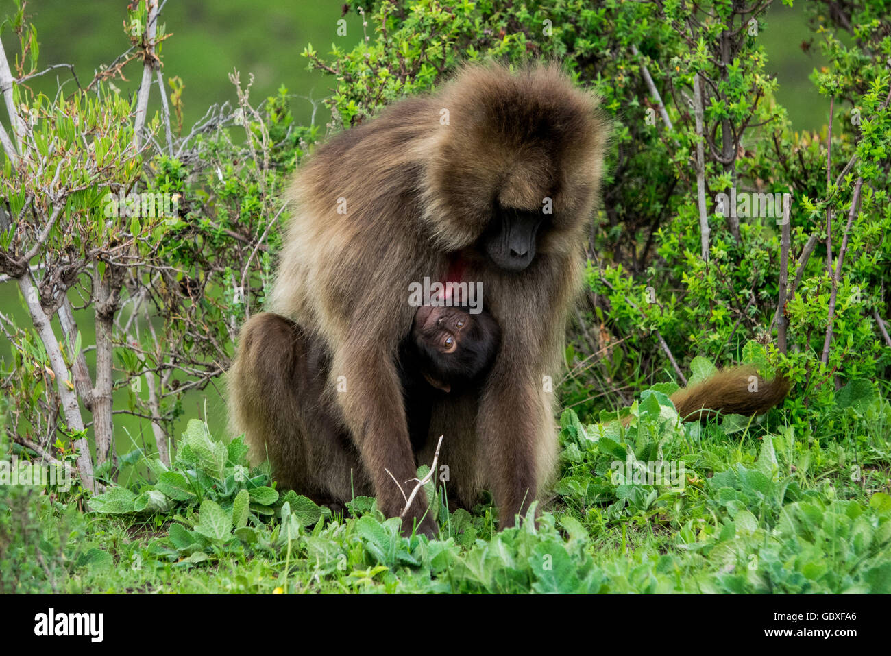 a baby gelada (a species of Old World monkey) clings to it's mother in the Simien Mountains, Ethiopia Stock Photo