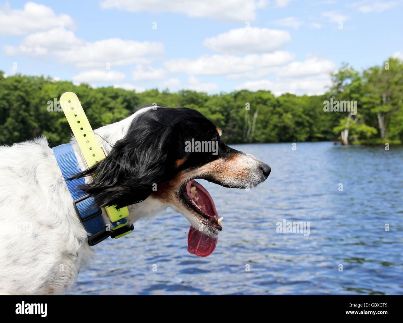 Brittany Spaniel outdoors with a freshwater lake in the background Stock Photo