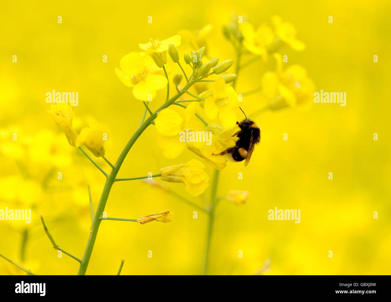 Bee collecting pollen Stock Photo Alamy