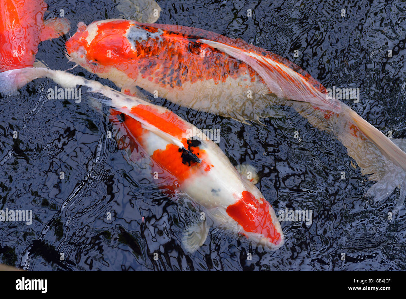 Two red and white koi carp (Cyprinus) in surface of the water Stock Photo