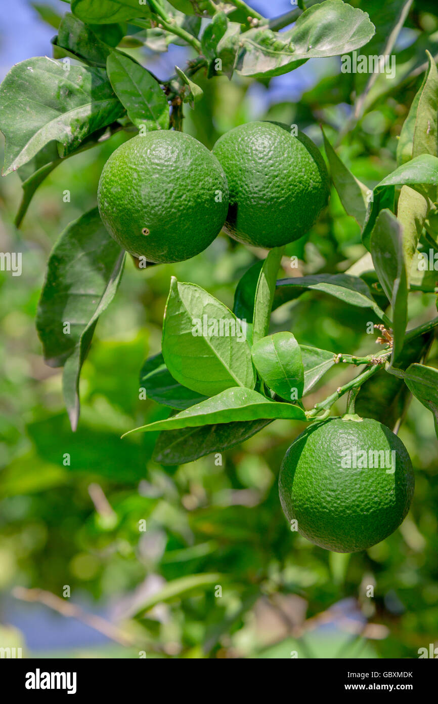 green lemon lemon tree limes lime tree Stock Photo Alamy