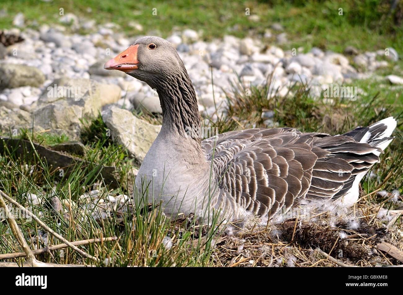 Greylag goose (Anser anser domesticus) on its nest Stock Photo Alamy