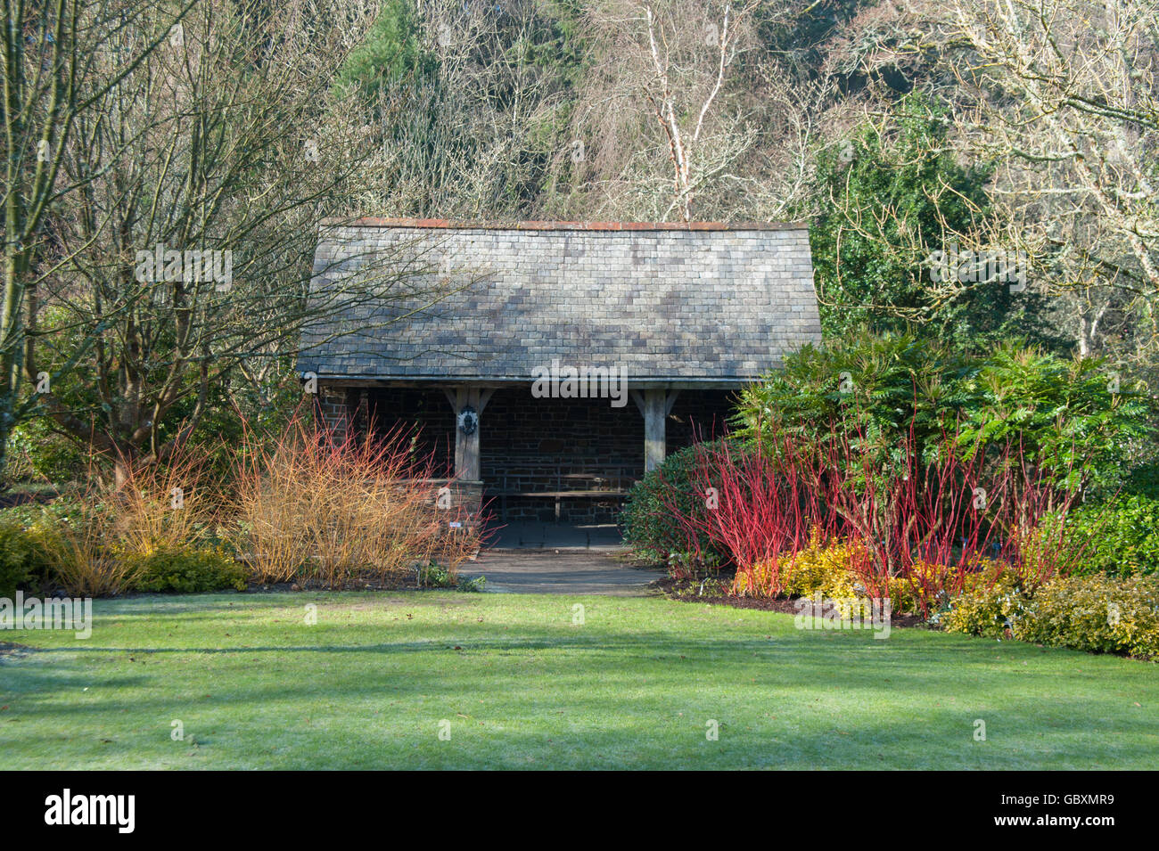 Garden House Surrounded by Cornus alba sibirica (Siberian Dogwood) in the Winter Garden at RHS Rosemoor Stock Photo