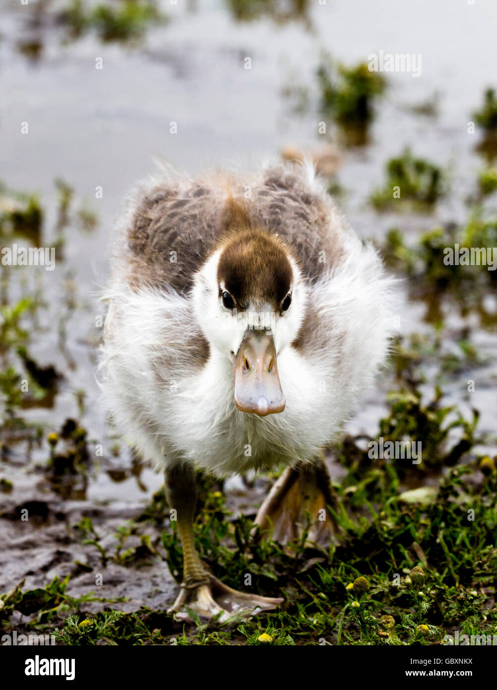 Shelduck (Tadorna tadorna) duckling Stock Photo