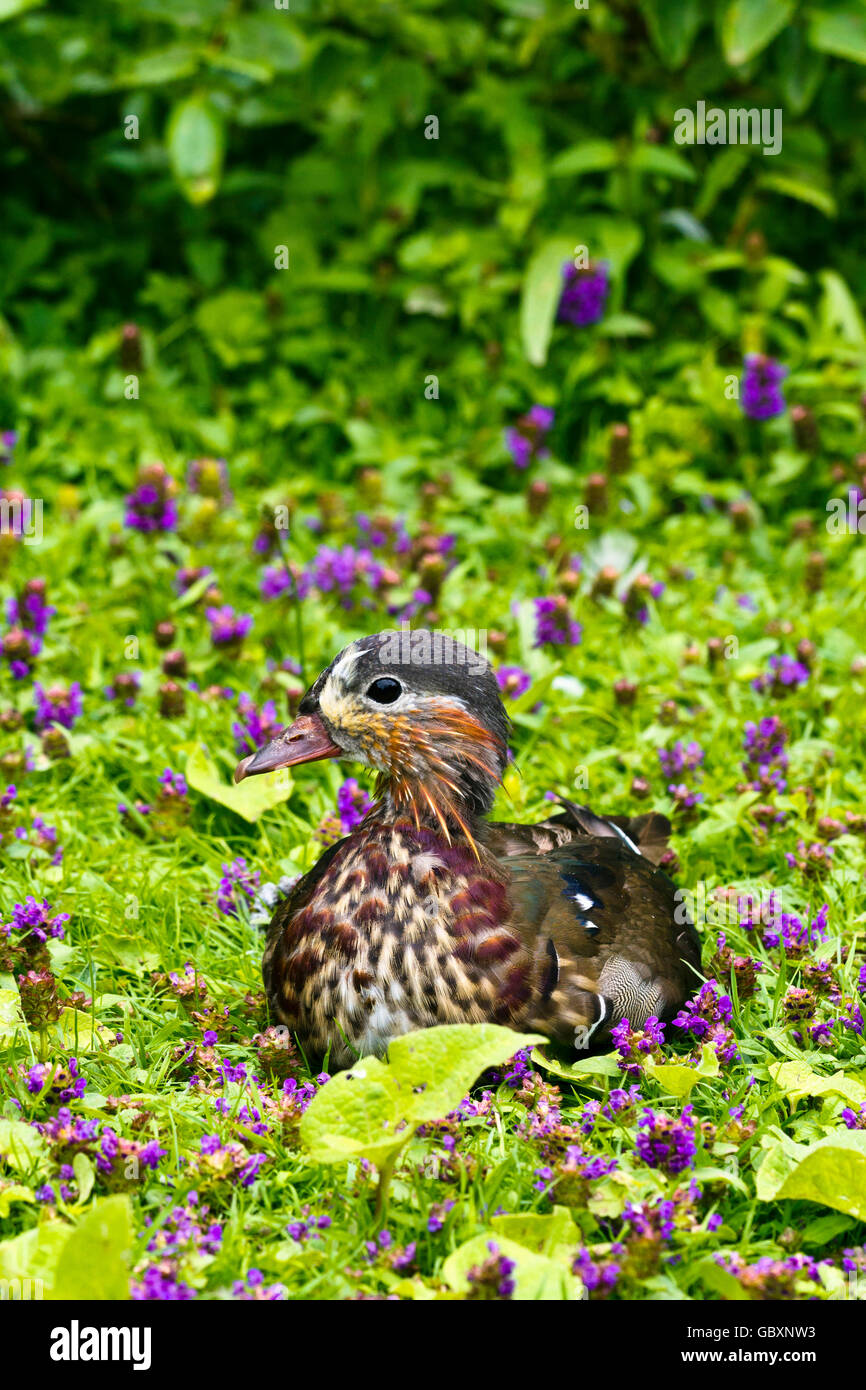 Male Mandarin duck (Aix galericulata) in eclipse plumage Stock Photo