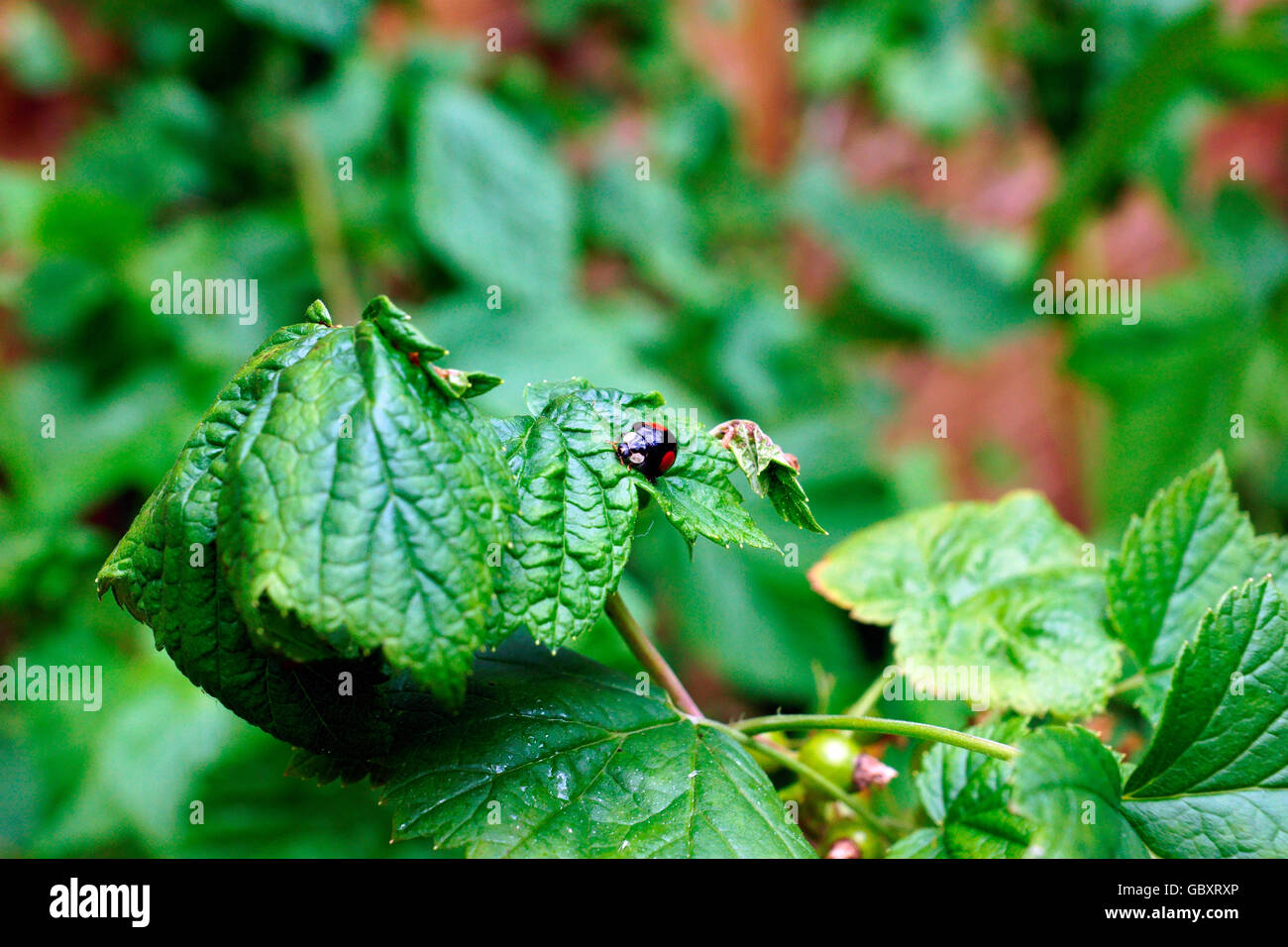 LADYBIRD BLACK TWO RED SPOTS Stock Photo