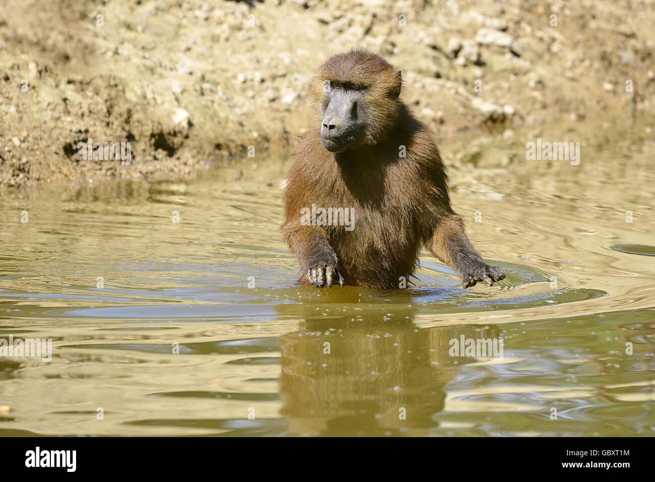 Guinea baboon (Papio papio) walking in the water Stock Photo