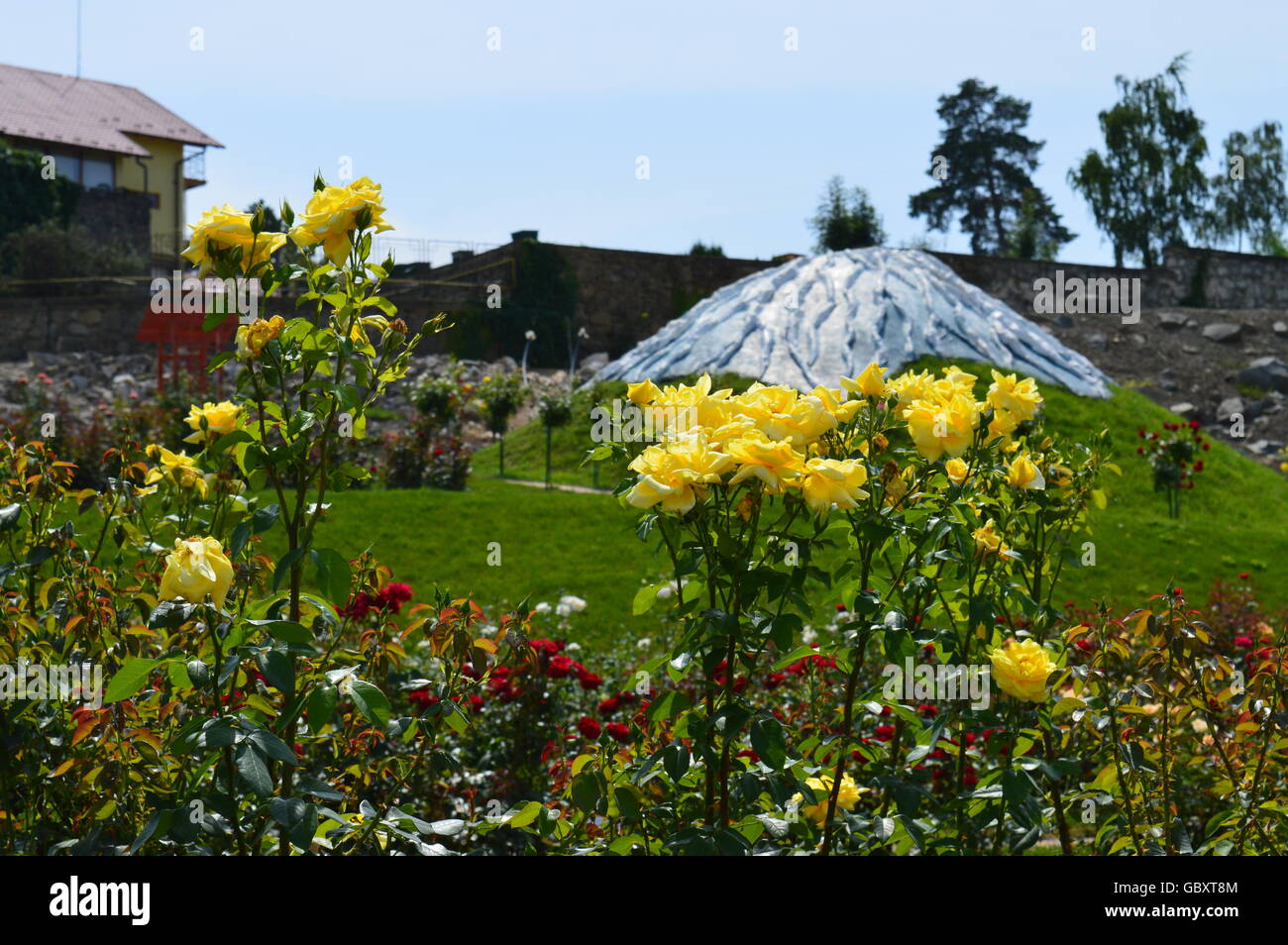 Yellow Roses at the botanical garden in Jibou, Romania Stock Photo - Alamy