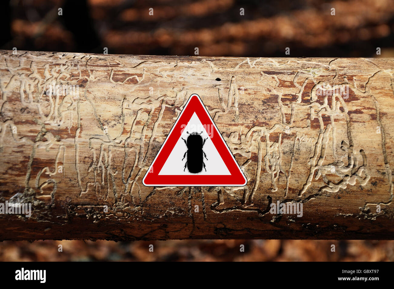 Barkbeetle attention sign Stock Photo Alamy