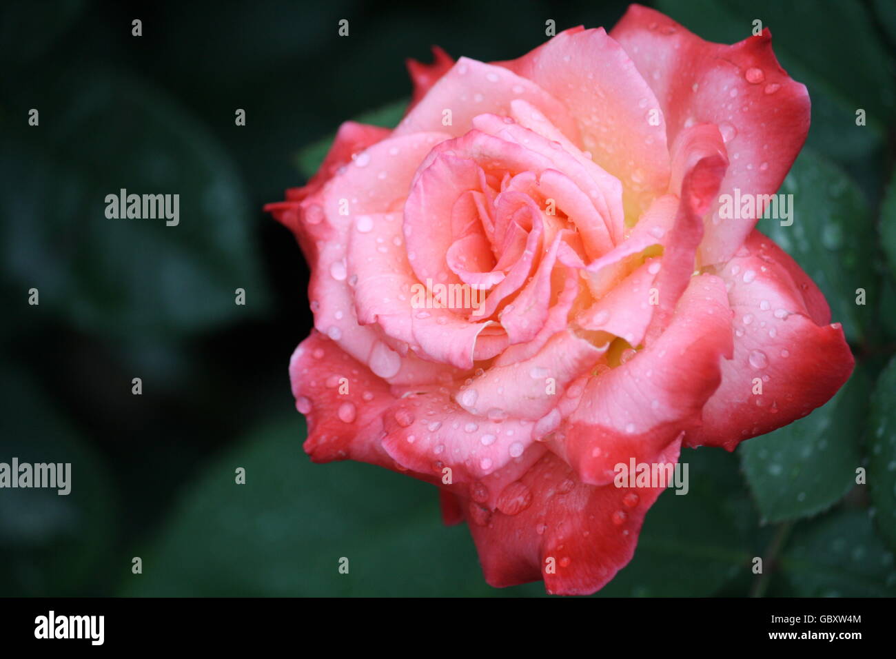 Pink rose with water drops Stock Photo - Alamy