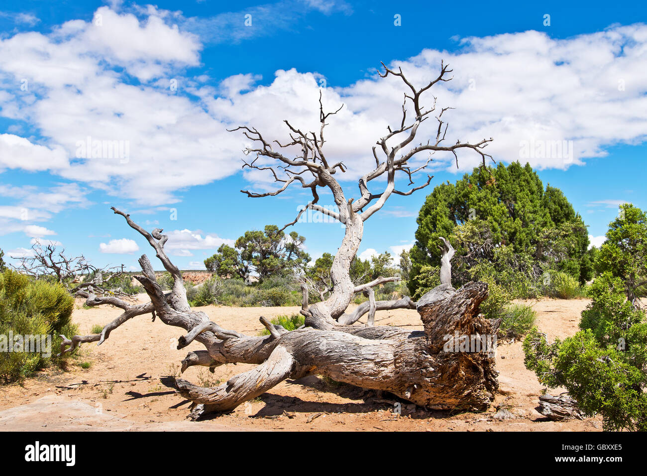Scenery with Dry Tree in the Desert in Utah Stock Photo