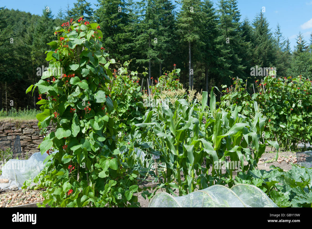 Wigwam of Runner Beans (Phaseolus coccineus) and Maize (Zea mays) in an Allotment Garden at Rosemoor in Devon,England,UK Stock Photo