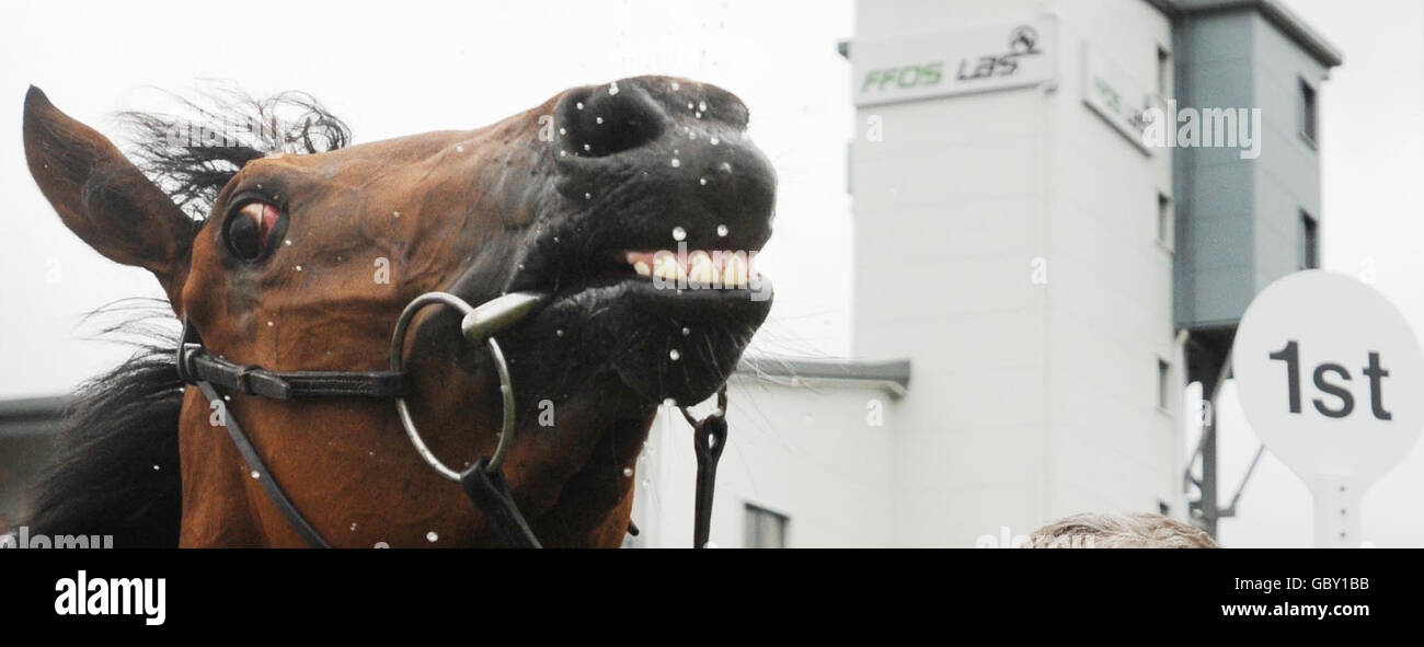 Horse Racing - Ffos Las Racecourse Stock Photo - Alamy