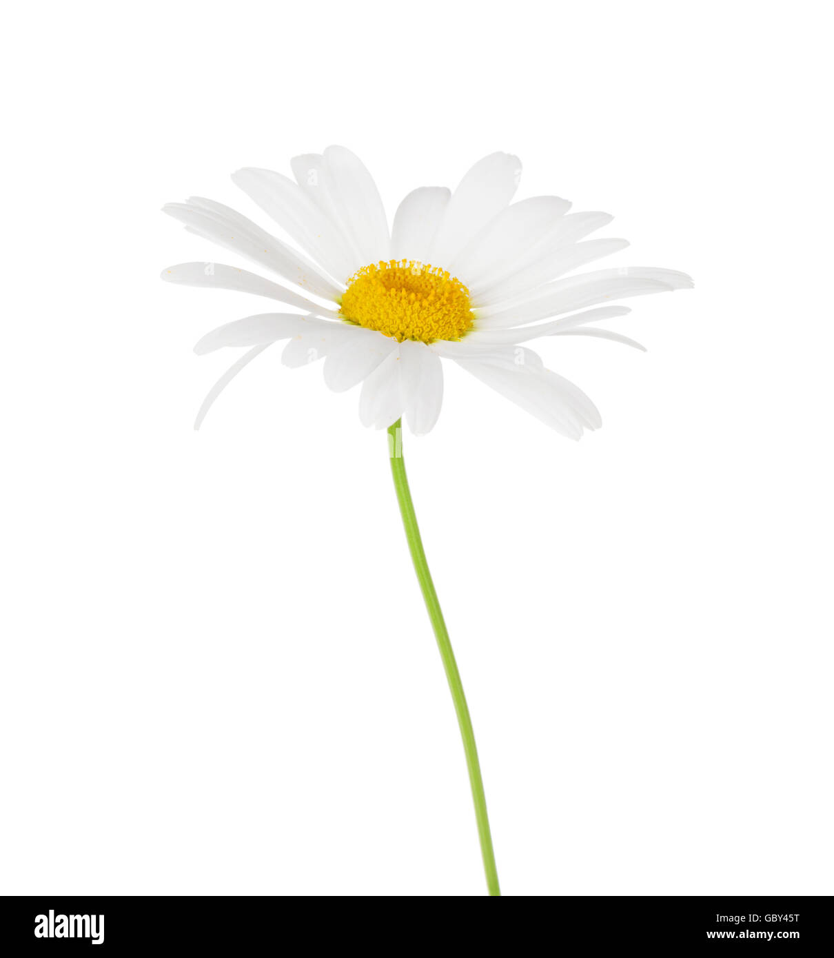 Daisy chamomile flower. Isolated on white background Stock Photo Alamy