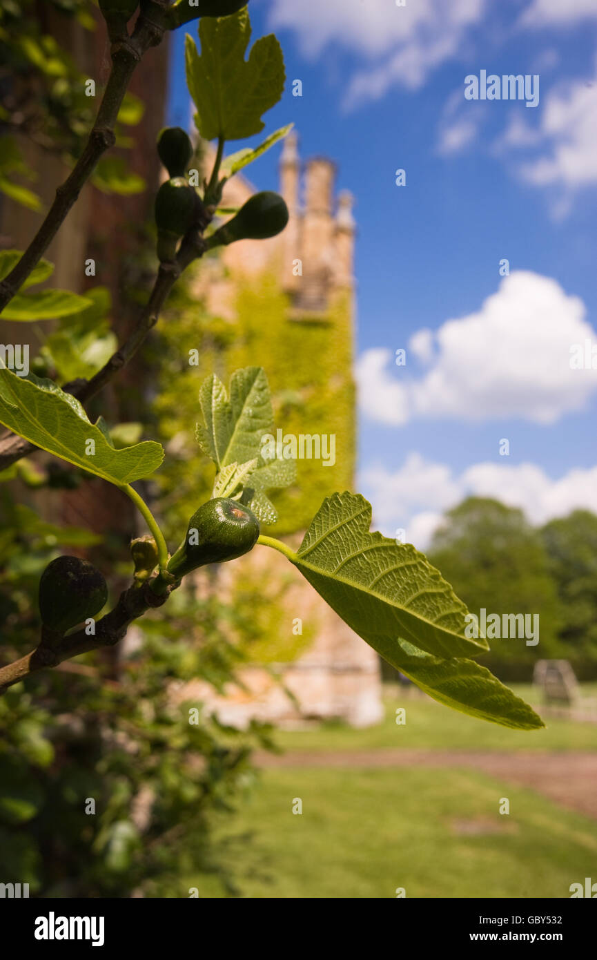Fig plant hires stock photography and images Alamy