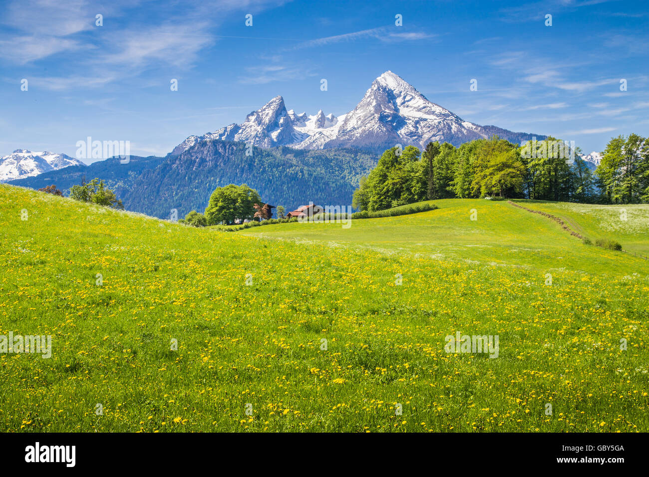 Idyllic landscape in the Alps with fresh green meadows and blooming flowers and snowcapped mountain tops in the background, Nati Stock Photo