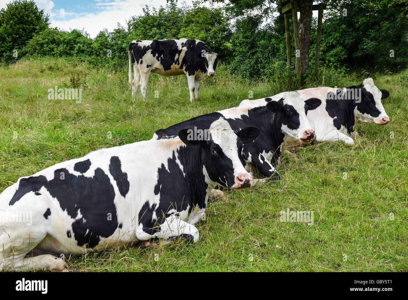 Holstein cow lying hi-res stock photography and images - Alamy
