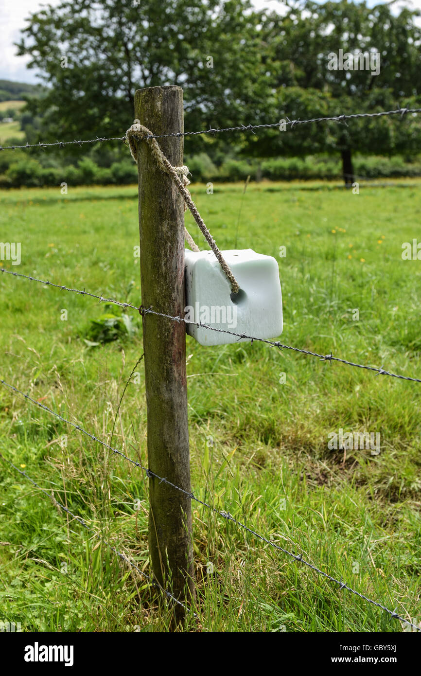 Salt lick stone tied on a fence for providing livestock with sodium cloride and extra minerals Stock Photo