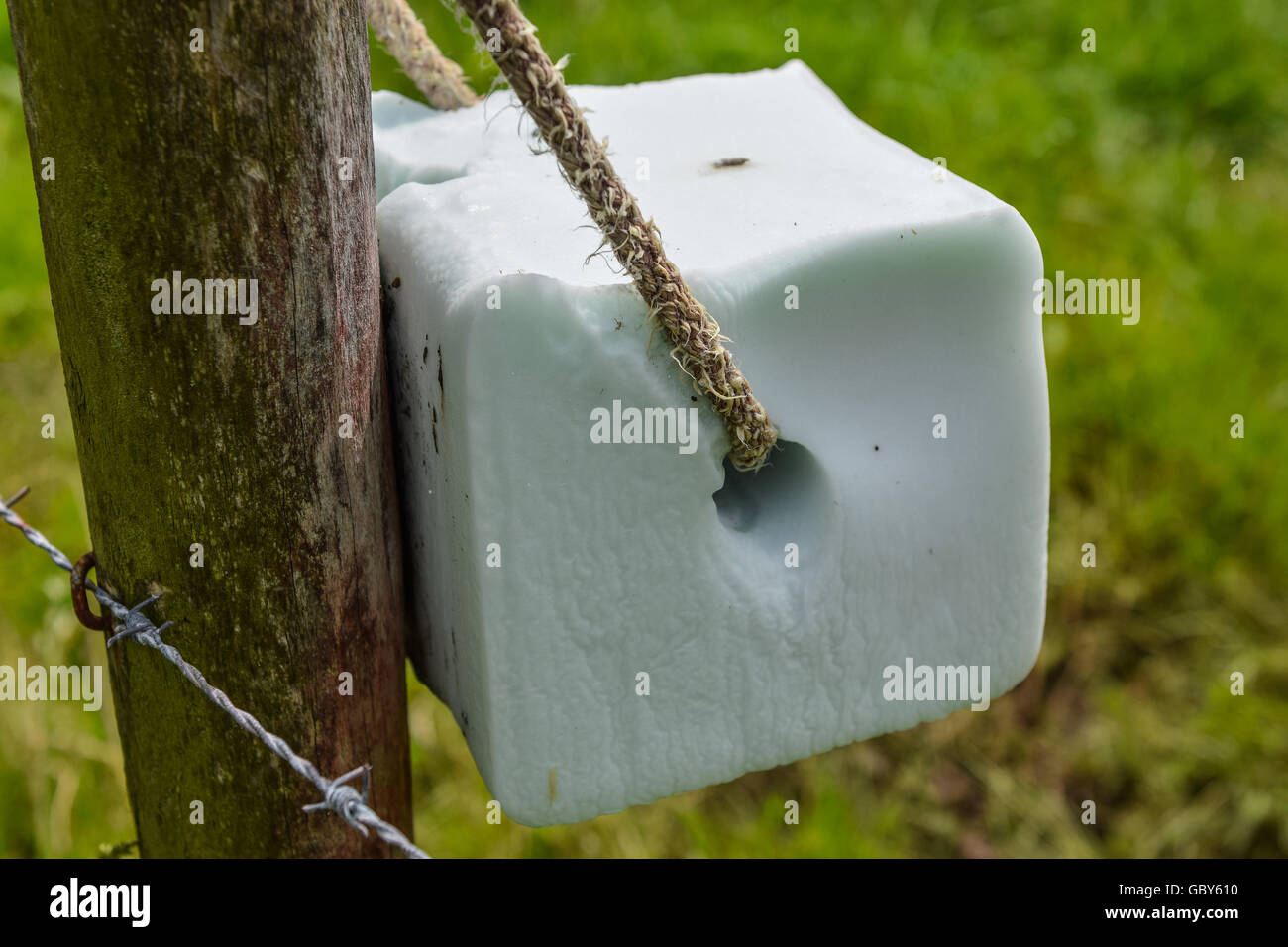 Salt lick stone tied on a fence for providing livestock with sodium chloride and extra minerals Stock Photo