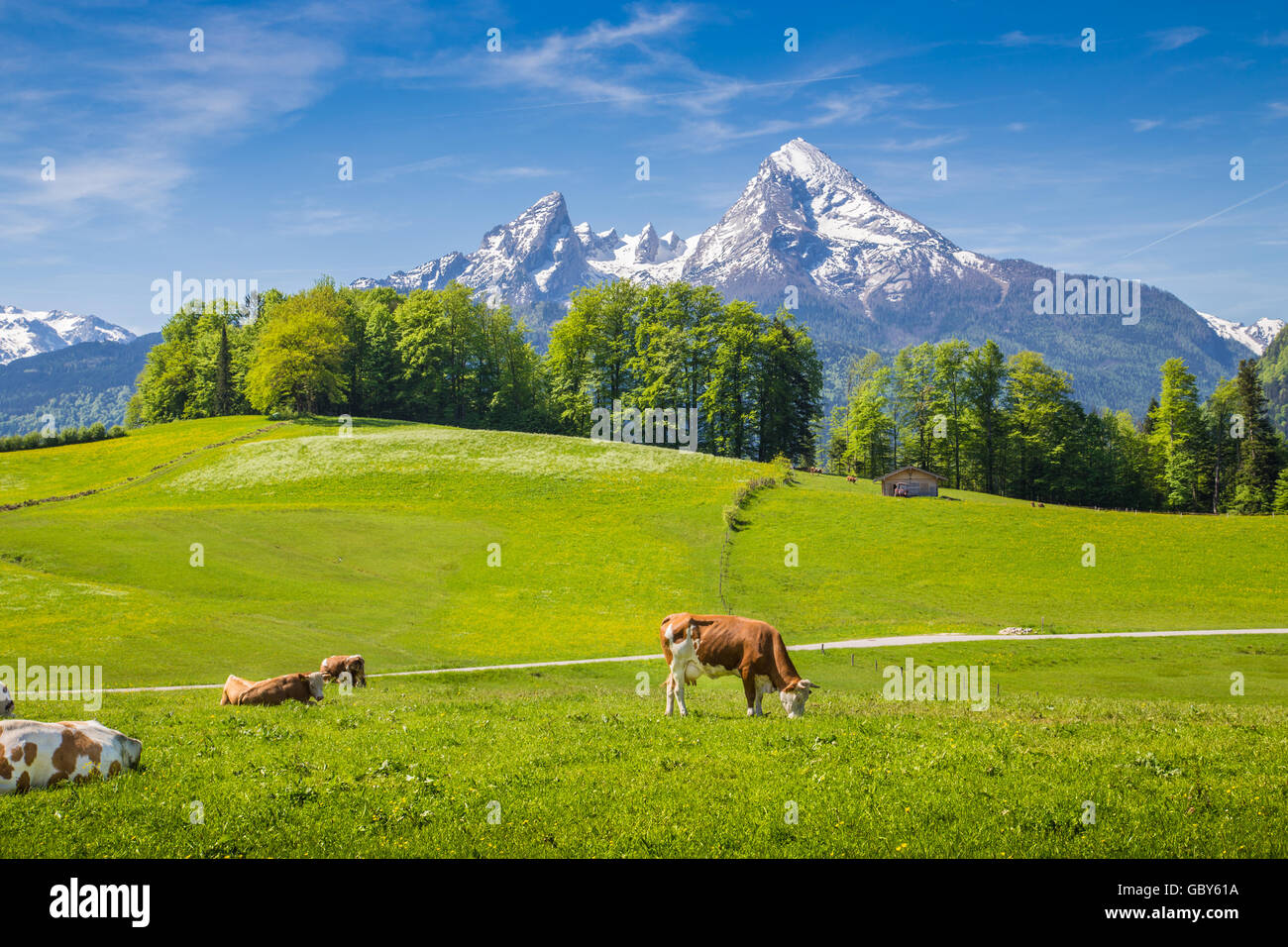 Idyllic landscape in the Alps with cows grazing on fresh green mountain pastures with snowcapped mountain tops in the background Stock Photo