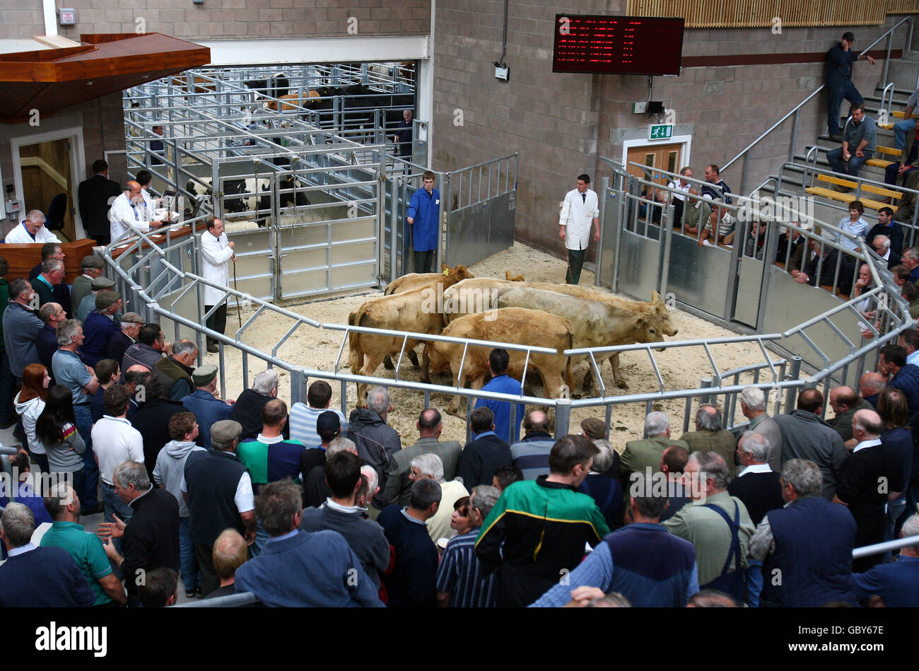 Store cattle being auctioned at the new 15m United Auctions Stirling