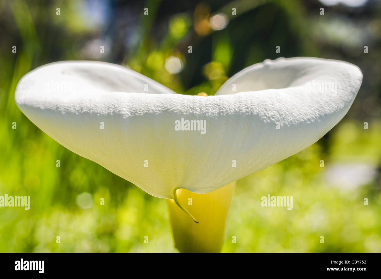 white calla lily low front view Stock Photo - Alamy