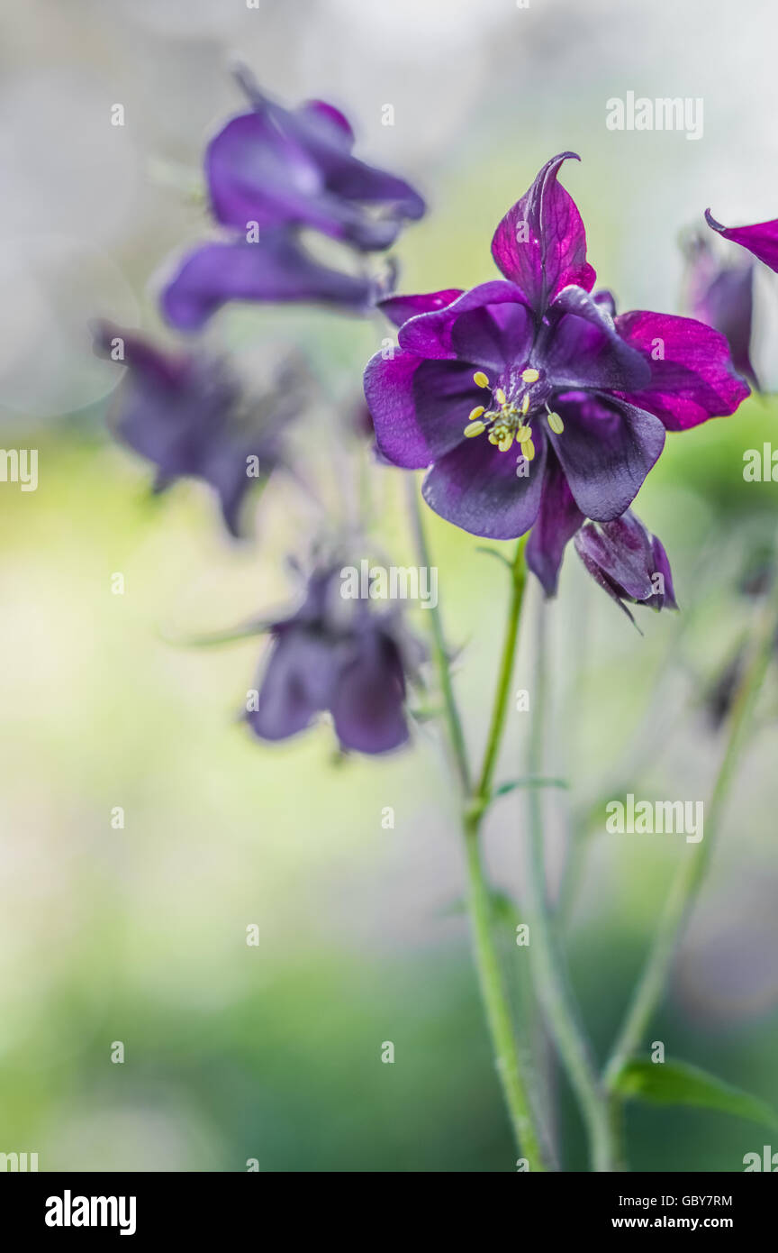 beautiful dark purple columbine flowers close up  Aquilegia vulgaris Stock Photo