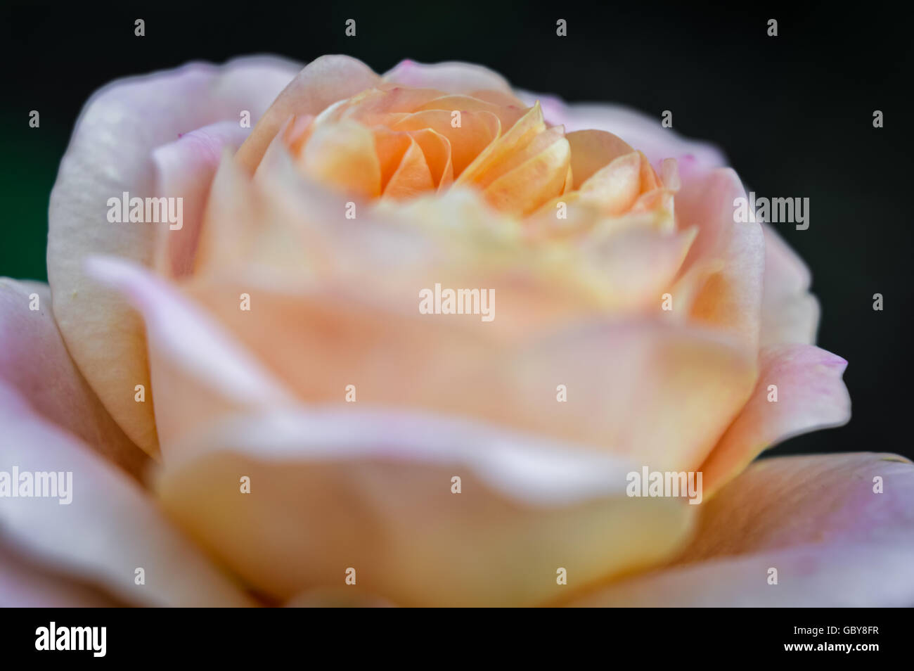 Variegated pink yellow rose hi-res stock photography and images - Alamy