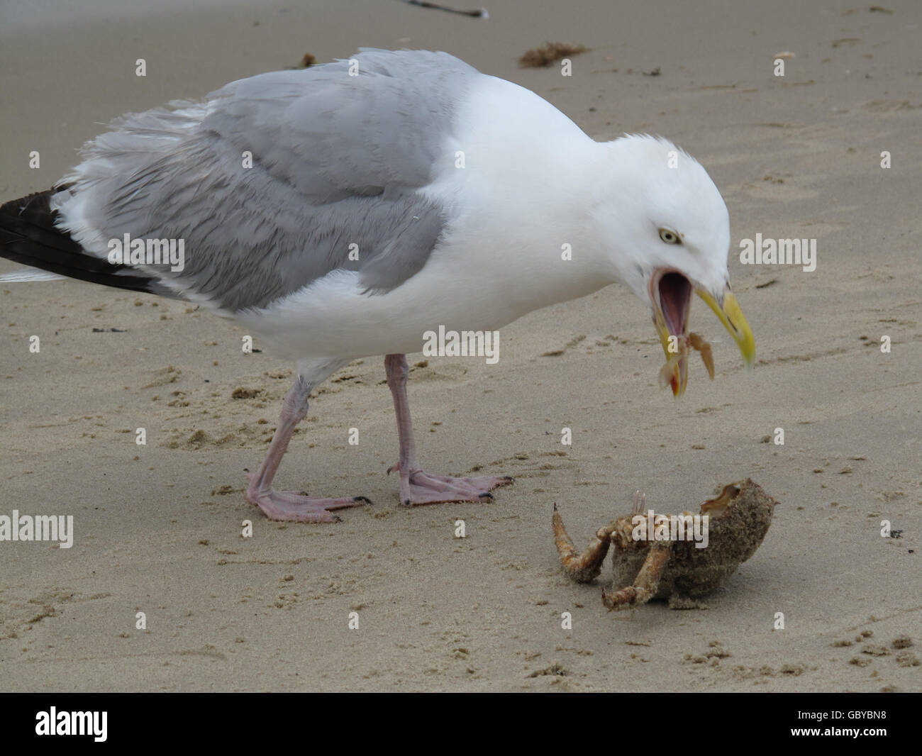 Baby Seagull High Resolution Stock Photography And Images Alamy