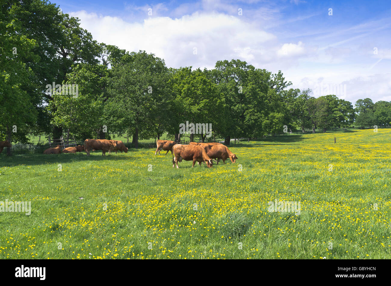 dh  COTSWOLDS GLOUCESTERSHIRE Pedigree beef cattle grazing in buttercup field summer buttercups cows grass england uk Stock Photo