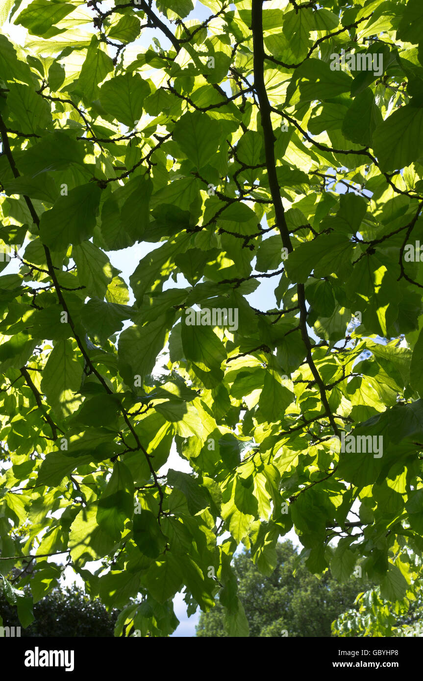 dh Tilia cordata LIME TREE UK Lime tree leaves leaf branches up close Stock Photo