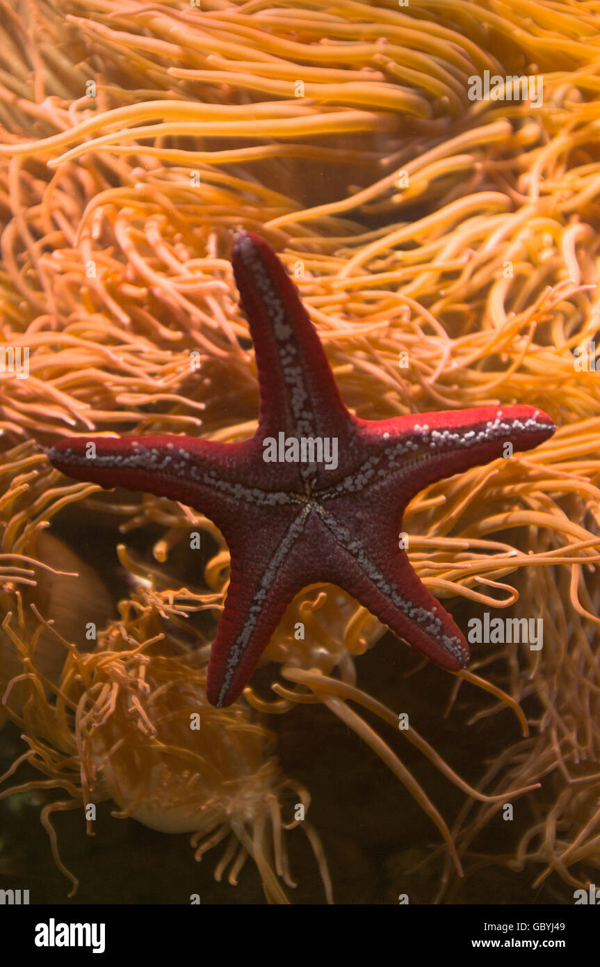 dh  STARFISH UK Underwater starfish underside The Deep aquarium fish tank Stock Photo