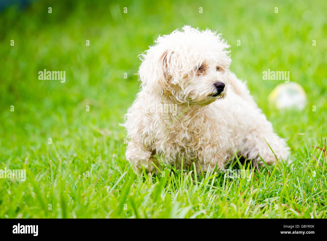 The dogs running on Green grass seamless. Stock Photo