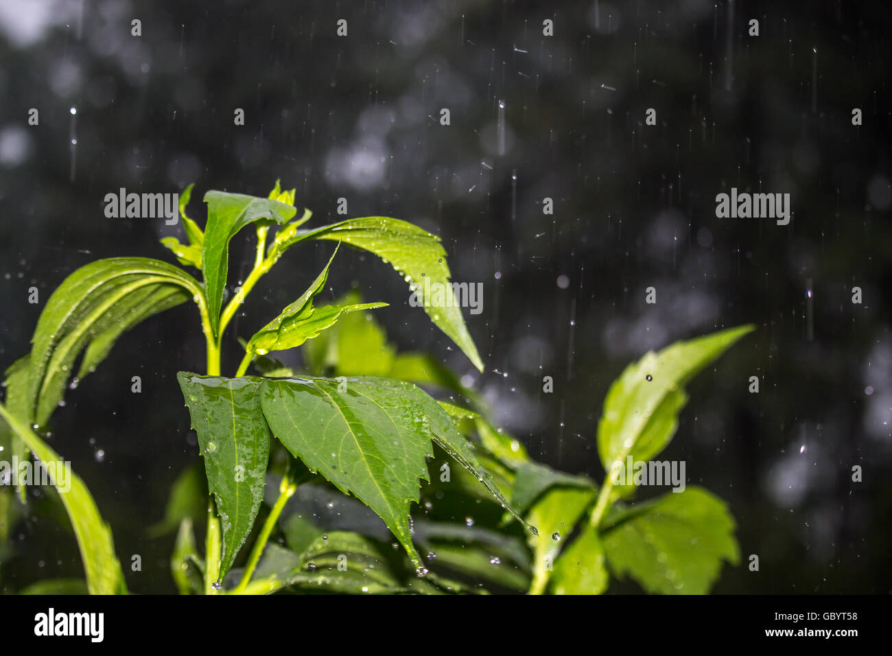 Summer sun shower on leaves Stock Photo Alamy