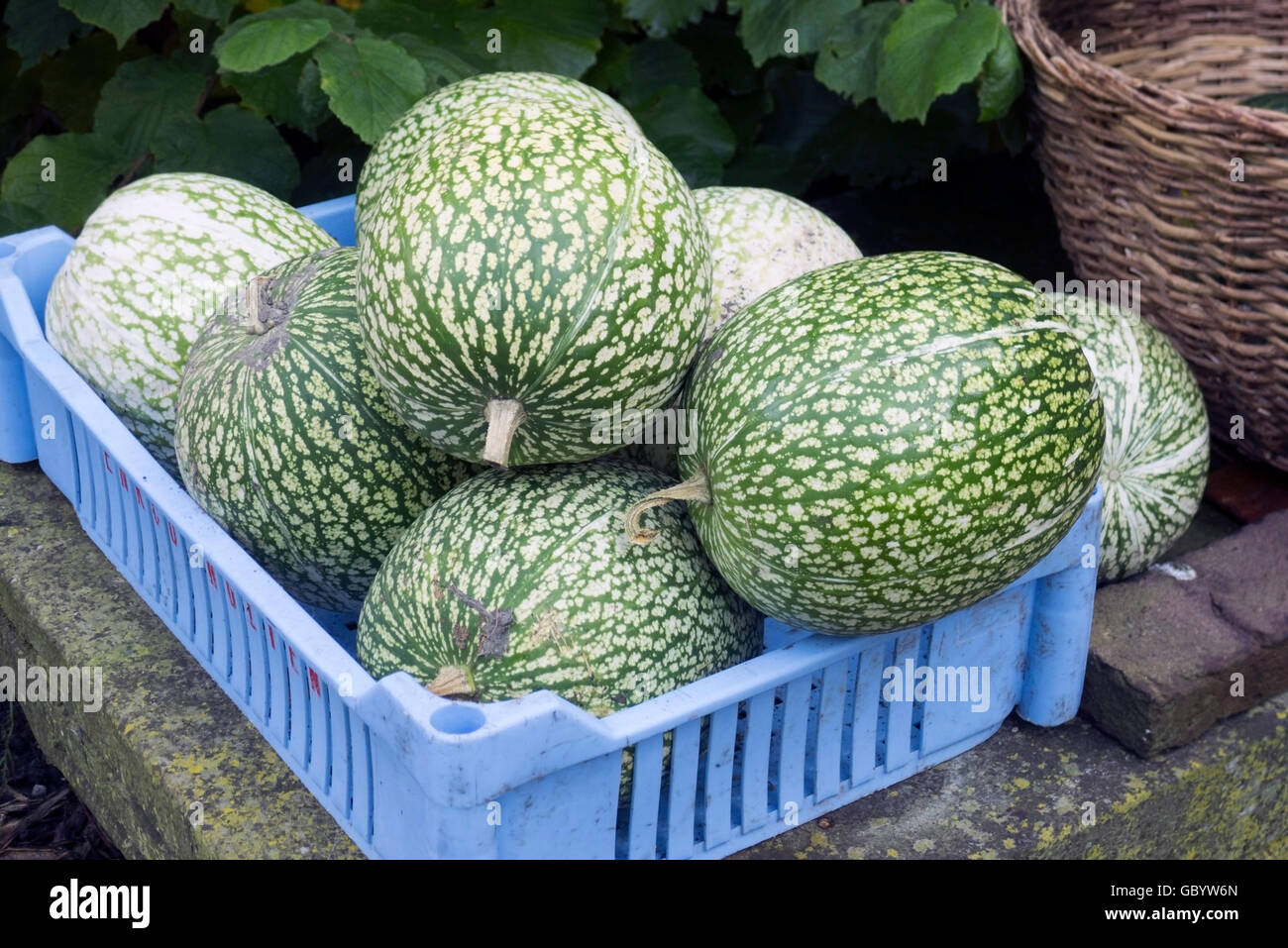 pumpkin in blue plastic container in the garden Stock Photo