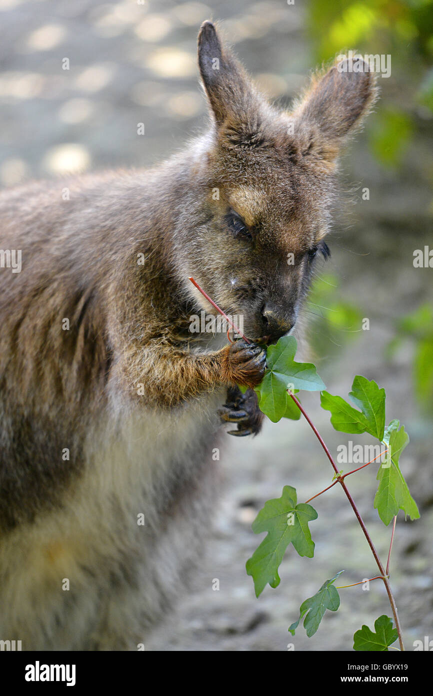 Closeup wallaby of Bennet, or Red-necked wallabies (Macropus rufogriseus) eating leaves Stock Photo