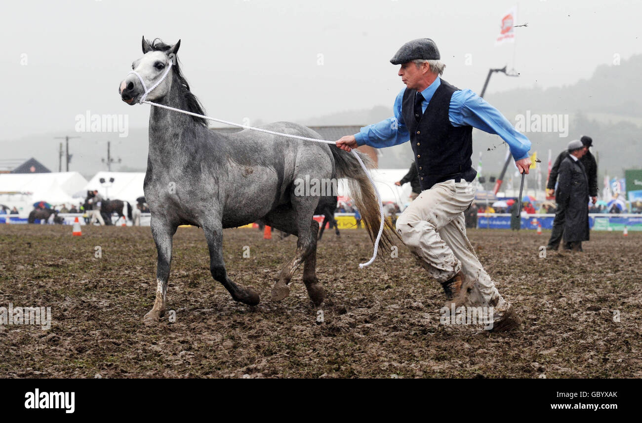 In a muddy arena Kevin Moy from near Glasgow, Scotland shows his three year old Welsh Mountain Pony filly Cromagtir Devi at the Royal Welsh Show in Builth Wells, Powys. Stock Photo