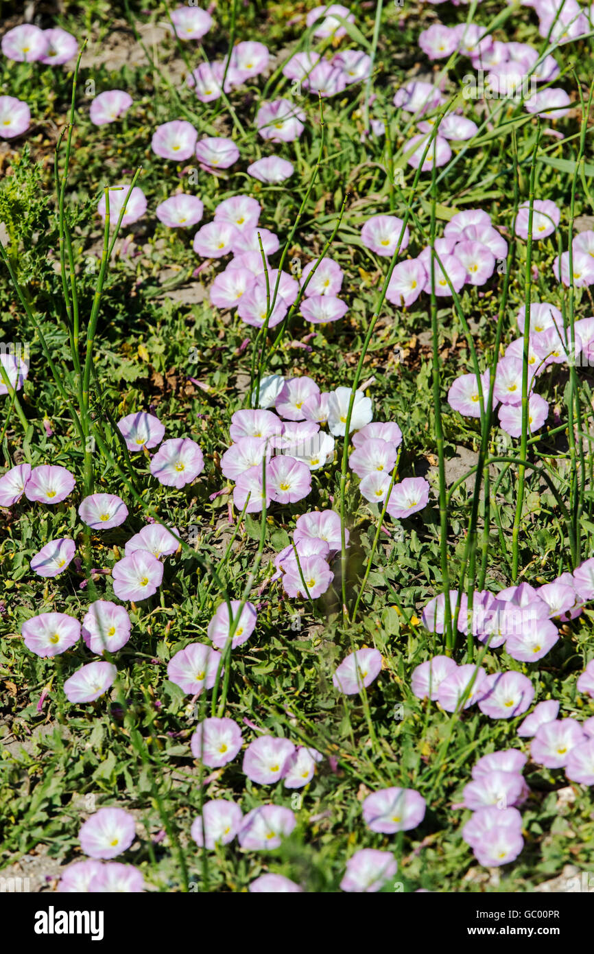 Field bindweed; Convolvulus arvensis; morning glory family